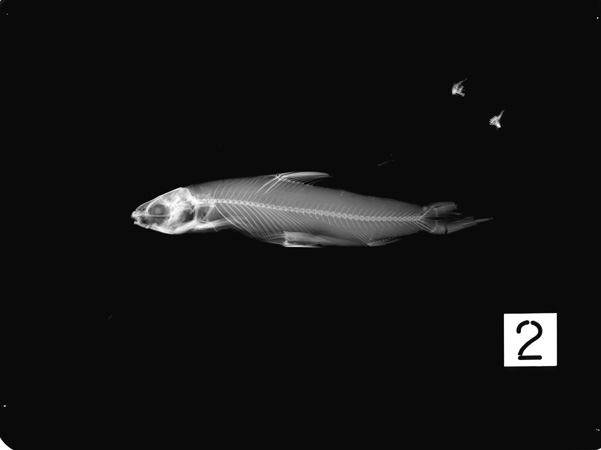 Xenocypris macrolepis Bleeker, 1871